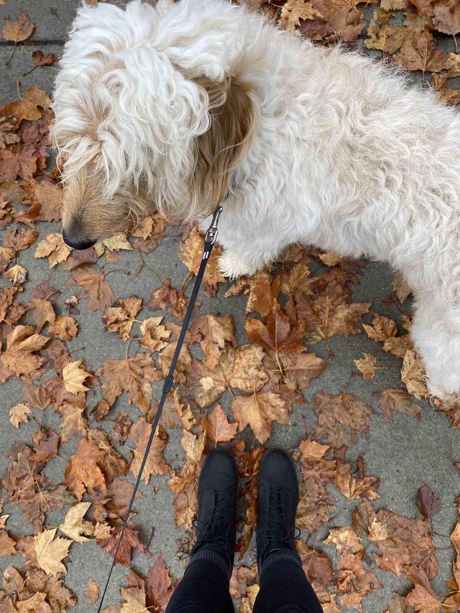 Customer photo for "Perfect Rainy Weather Walk the Dog Boots!"