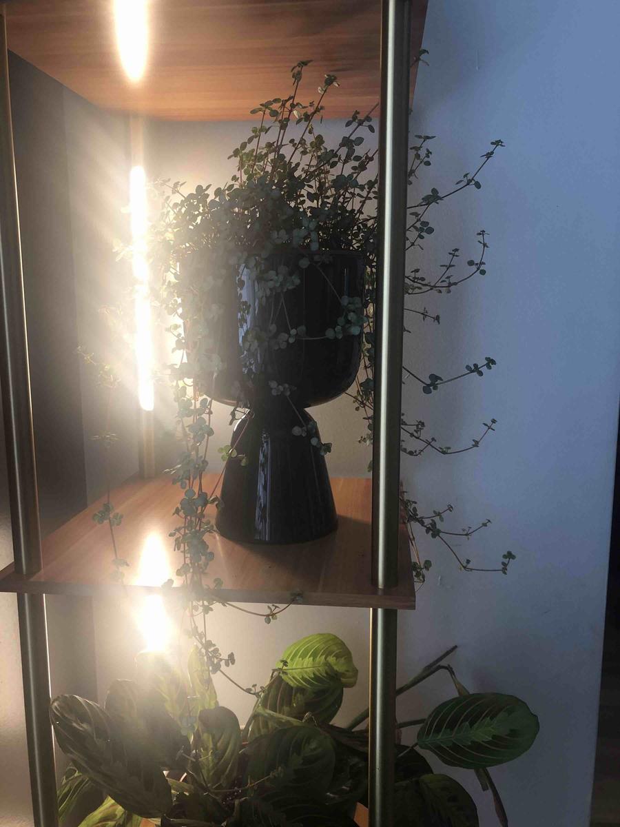 Review Thumbnail Image 0 208406532