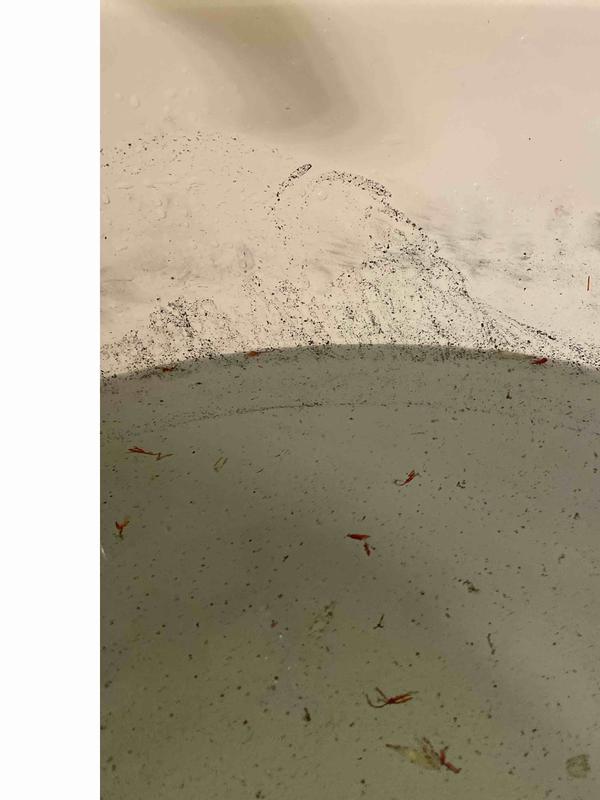 Review Thumbnail Image 0 234189689