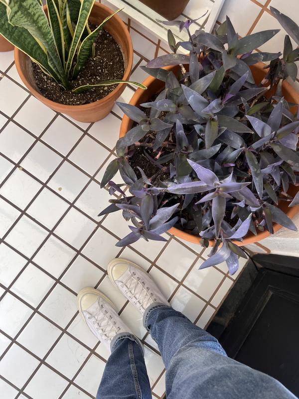 Review Thumbnail Image 1 232684976