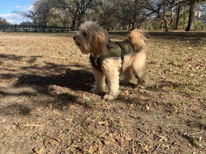 Review Thumbnail Image 0 221226516