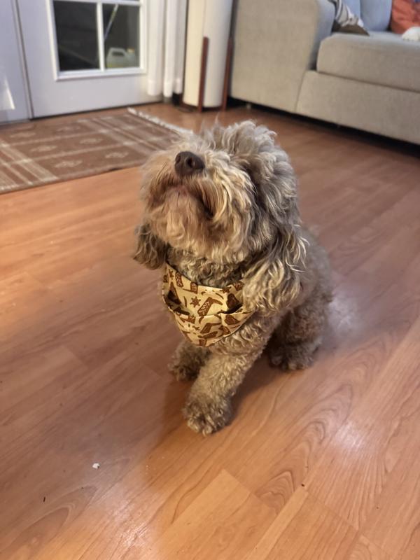 Review Thumbnail Image 0 247042726