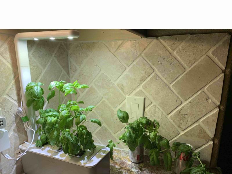 Customer photo for "the plant that keeps on giving"