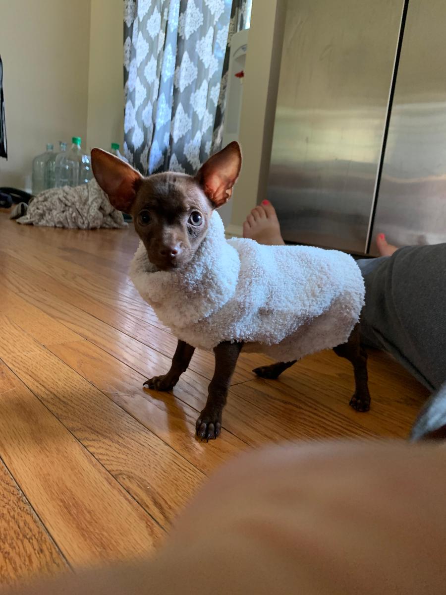 Adorable dog sweater!