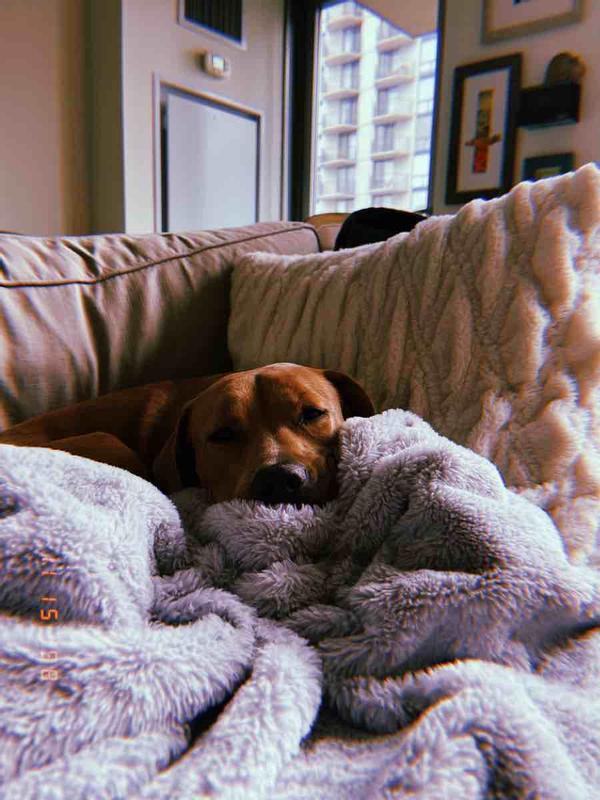 Customer photo for "So cozy, my dog stole the blanket"