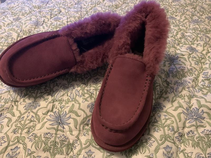 Where's the Shearling