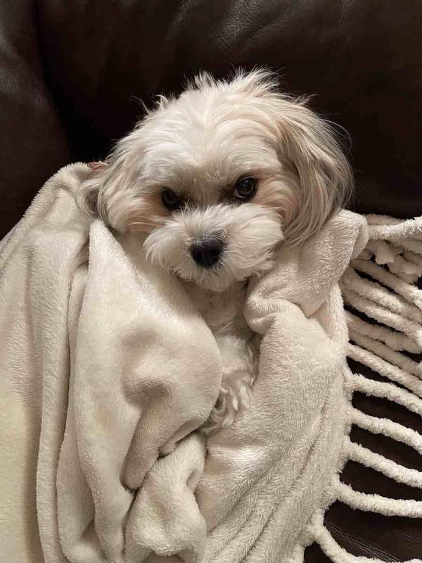 love this throw -my pup does too!