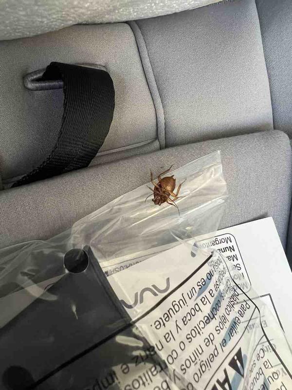 Customer photo for "dead cockroach found inside brand new box"