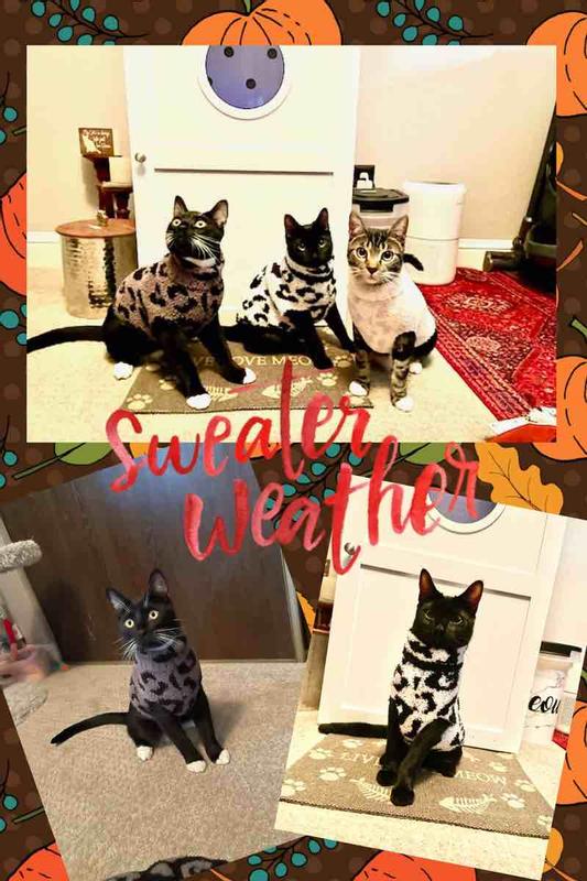 Perfect for cats too!