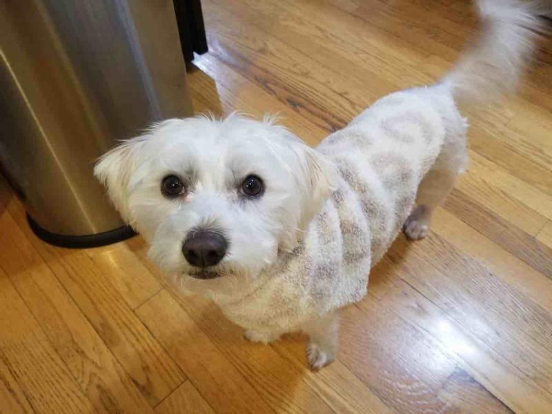 my dog loveeees this sweater