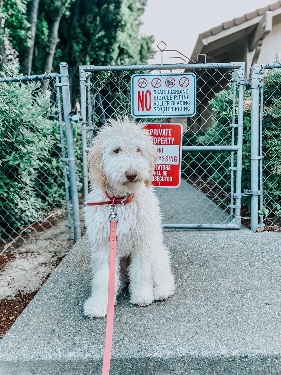 OBSESSED with Wild One dog products