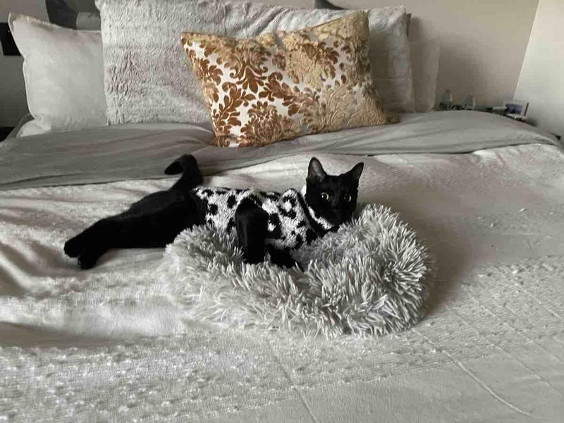 Customer photo for "Perfect for cats too!"