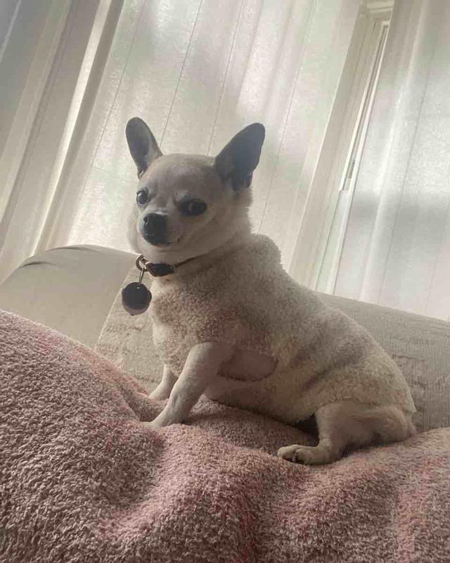 perfect chihuahua sweater