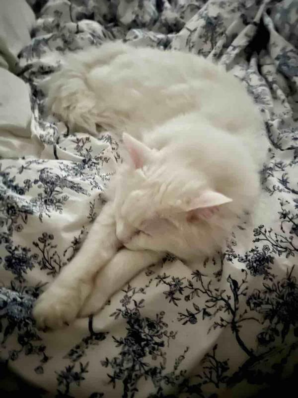 Review Thumbnail Image 0 244366984