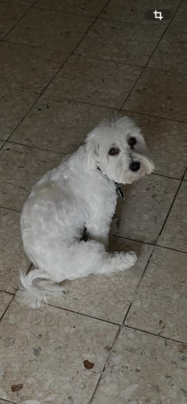 Customer photo for "Kiehls Cuddly Coat Dog Shampoo"