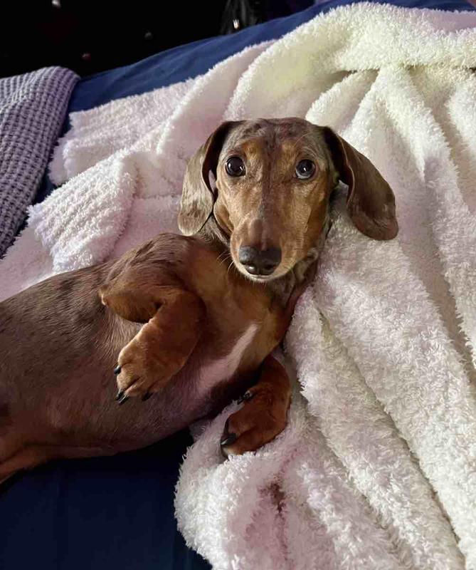 Barefoot Dreams Cozy Chic Throw Blanket