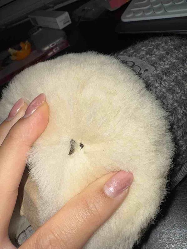Customer photo for "DEAD BUG IN FUR"