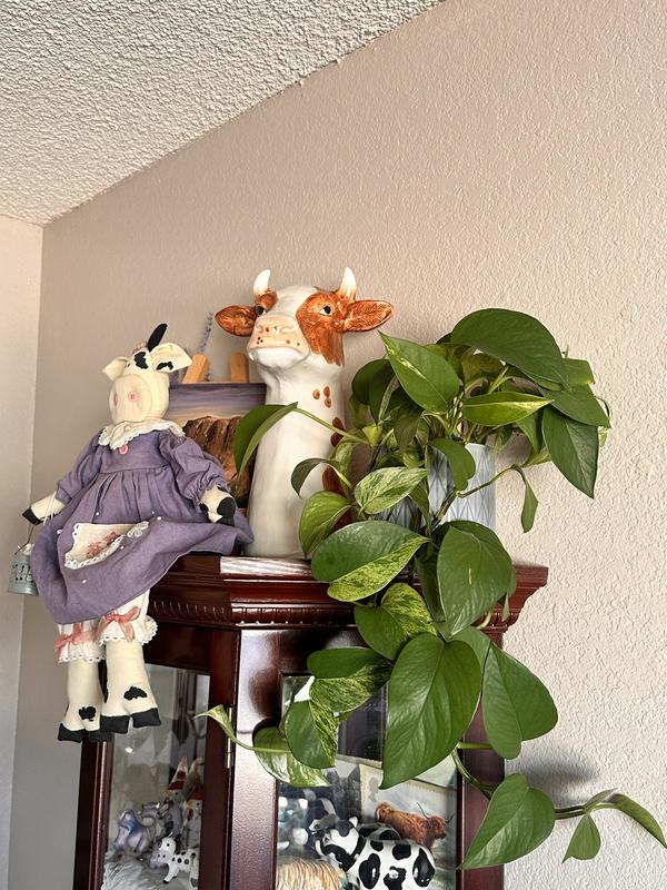 Review Thumbnail Image 0 248217309