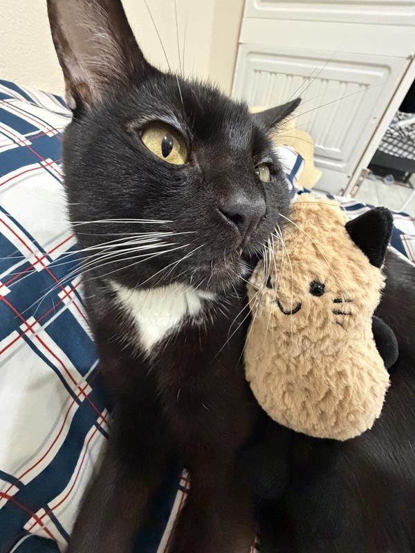 Jellycat Amuseables Peanut Cat | Nordstrom