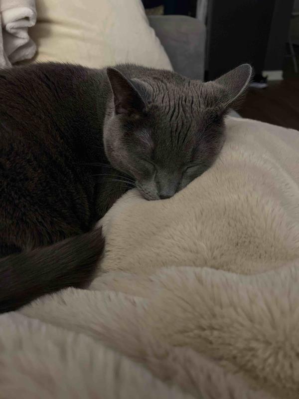 Customer photo for "Best blanket ever!"