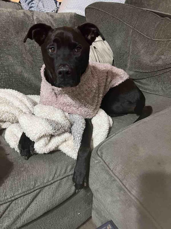 thumbnail image 2 of BAREFOOT DREAMS Pet Cozy Chic Soft Dog Cat Sweater - Warm Winter Clothes, Easy On, Super Soft Polyester 2 of 5
