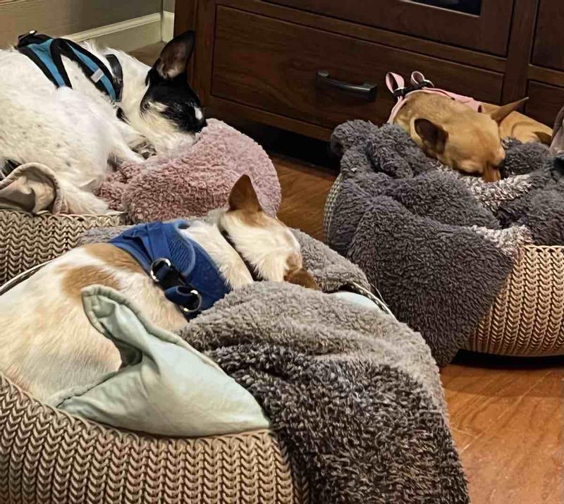 We ALL love these AMAZING Blankets!