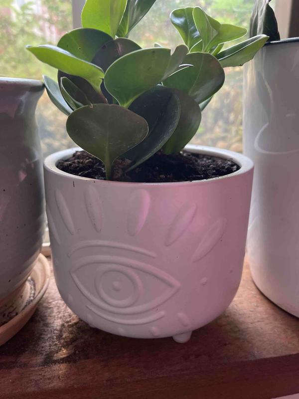 plant