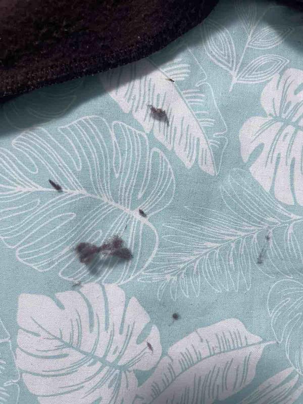 Review Thumbnail Image 0 247668582