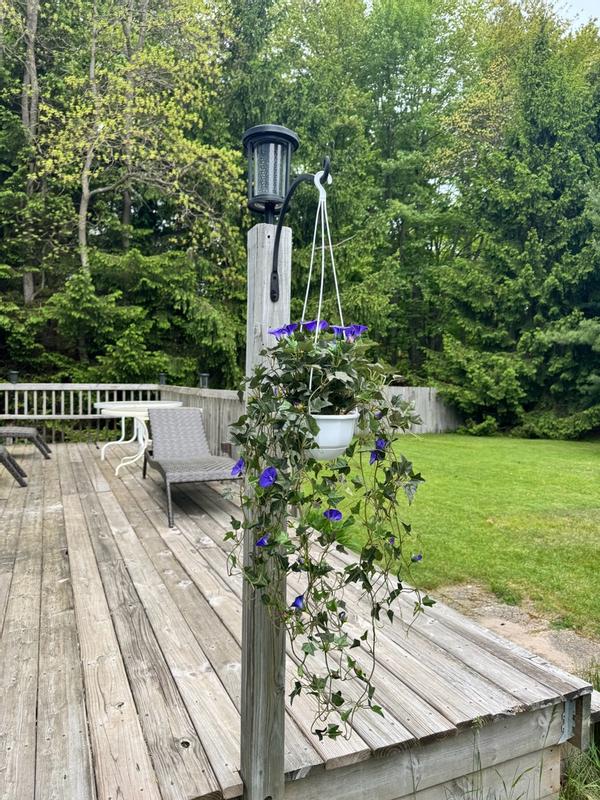 3.5ft. Purple Morning Glory Hanging Plant | Michaels