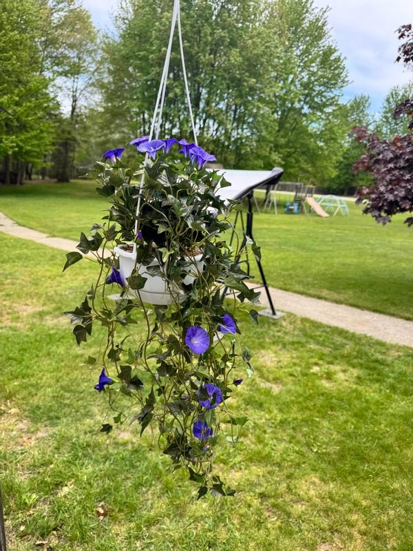 3.5ft. Purple Morning Glory Hanging Plant | Michaels