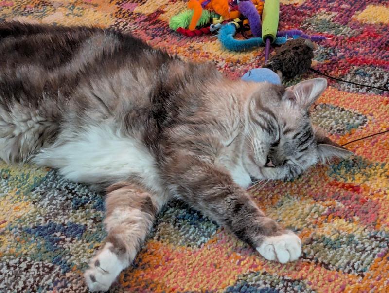My Cat