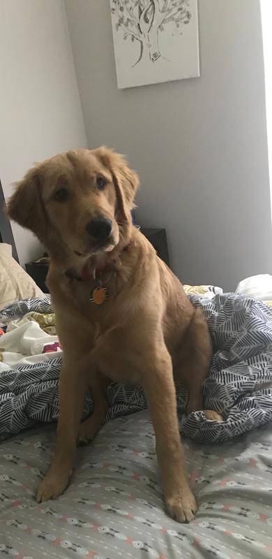 natural balance puppy