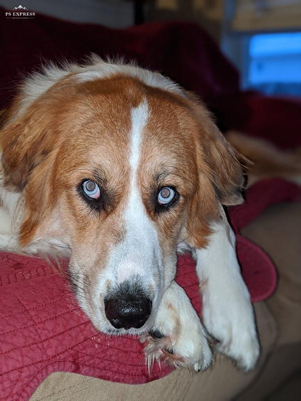 natural balance lamb and rice canned dog food