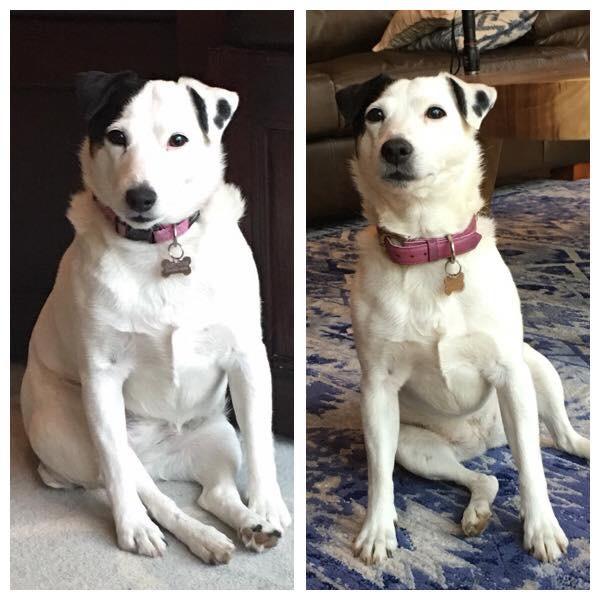 natural balance dog food fat dog