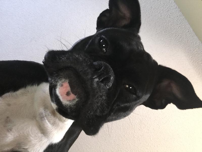 Coal