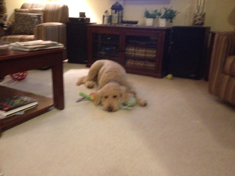 Buckle with his toy
