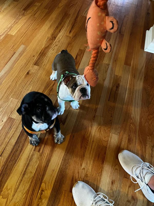 Perfect puppy shampoo!!