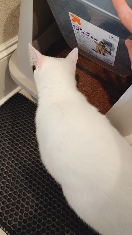 Kitten enjoying his new cat litter