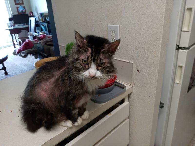 Pet Wellbeing Thyroid Support Gold for Cats 2 oz