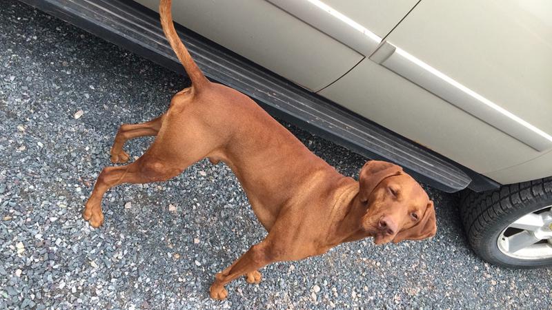 Nature's Miracle Skunk Odor Remover and Neutralizing Formula Shampoo