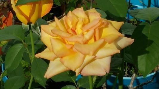 Photo - commentaire&nbsp;3.