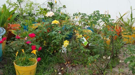 Photo - commentaire&nbsp;2.