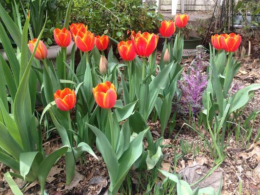 "Worlds Favorite" Tulip which to me it truly is one of the best