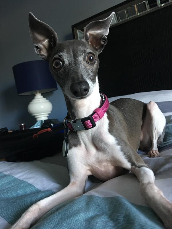 italian greyhound picky eater