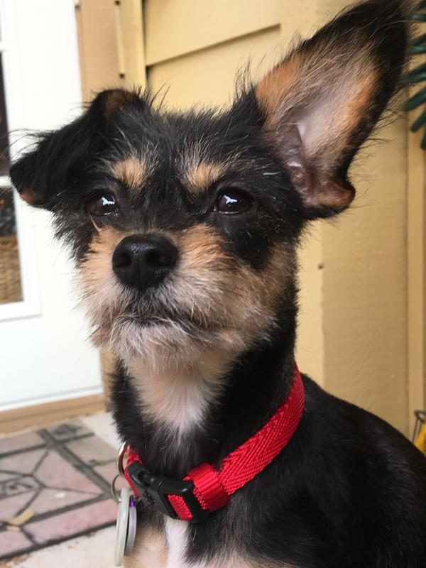 nature's recipe senior lamb and rice