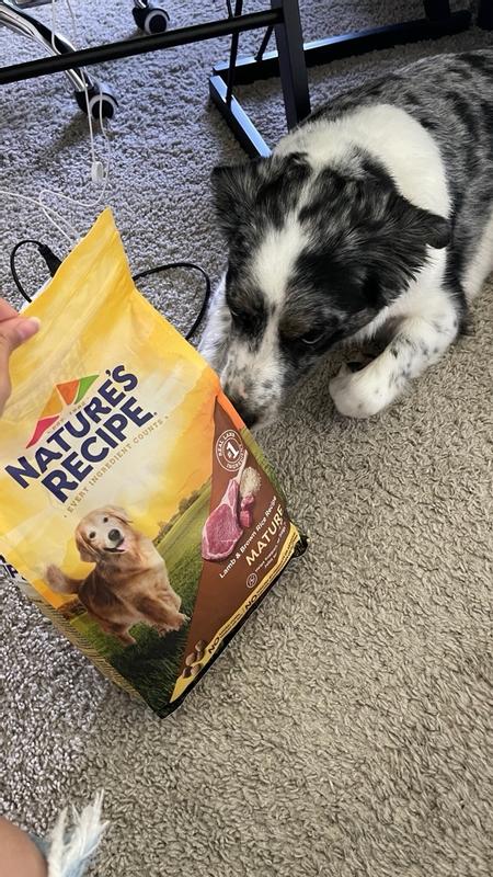 Homemade dog tenable food for australian shepherd