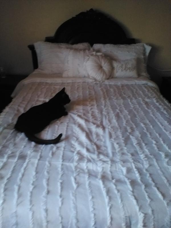 Bruno loves it too