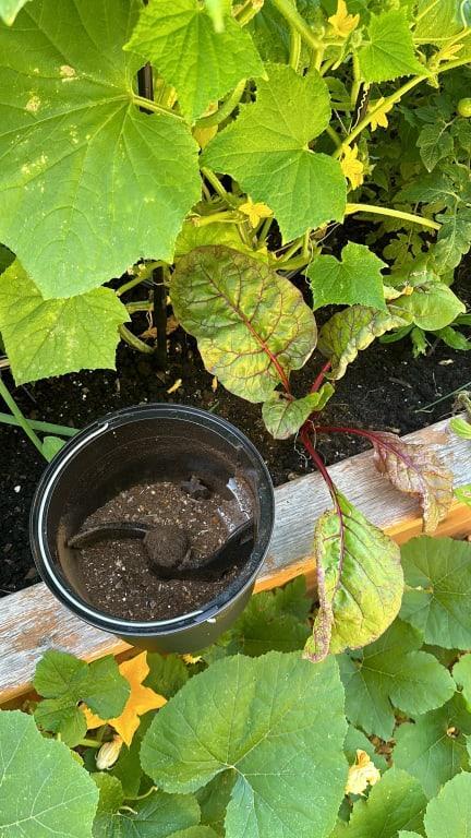 Compost ready to go back in the garden