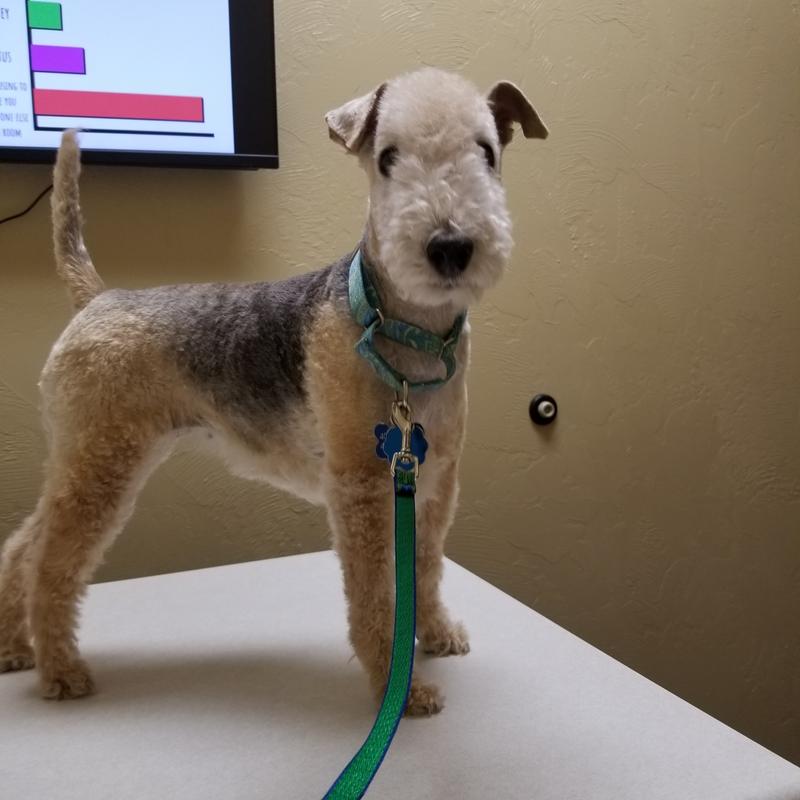 I'm a good girl, even at the vet's office!  Mom says I'm precious!