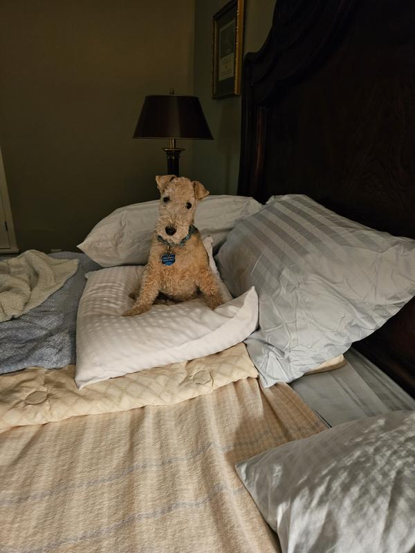 I'd like to have just one more pillow please!